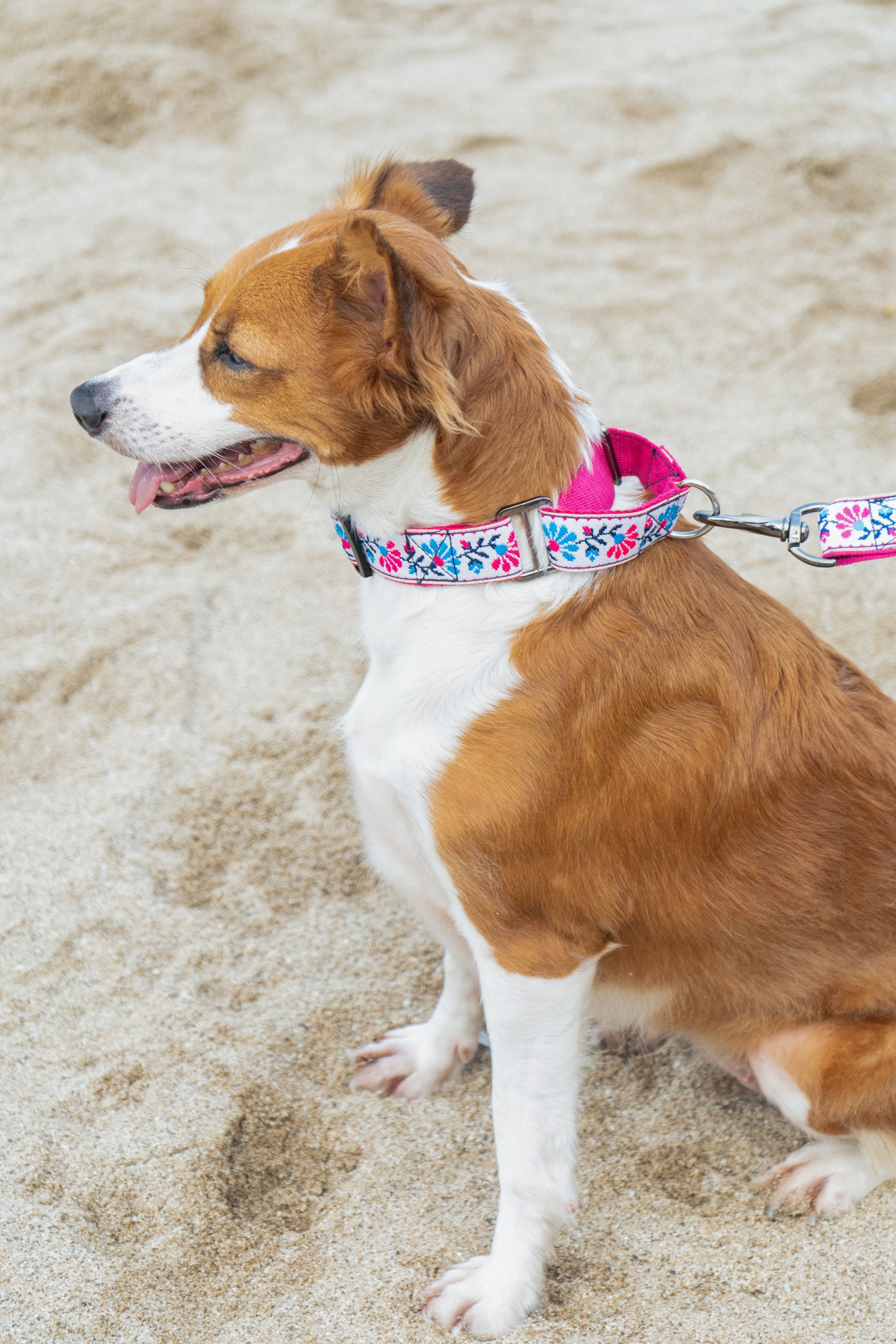 Martingale Dog Collar: Peony Petal